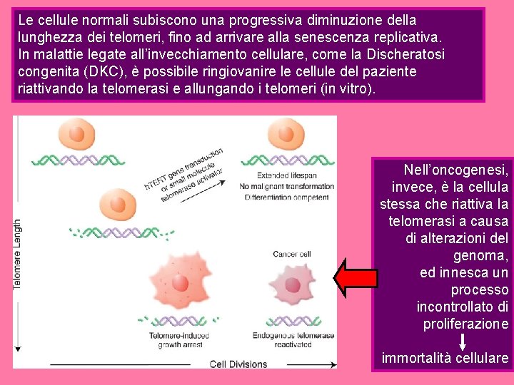 Le cellule normali subiscono una progressiva diminuzione della lunghezza dei telomeri, fino ad arrivare Le cellule normali subiscono una progressiva diminuzione della lunghezza dei telomeri, fino ad arrivare