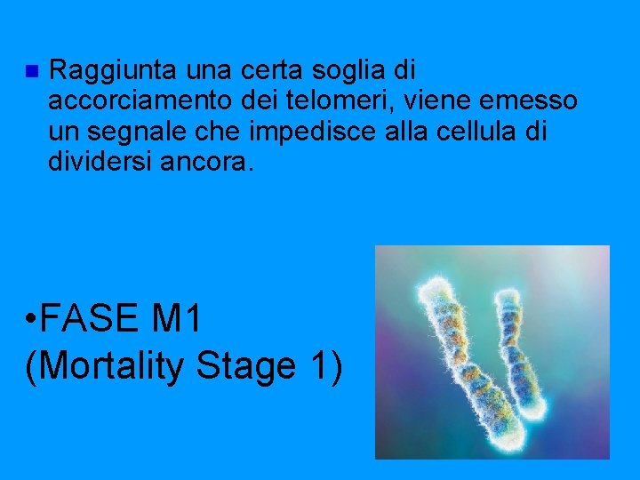 n Raggiunta una certa soglia di accorciamento dei telomeri, viene emesso un segnale che n Raggiunta una certa soglia di accorciamento dei telomeri, viene emesso un segnale che