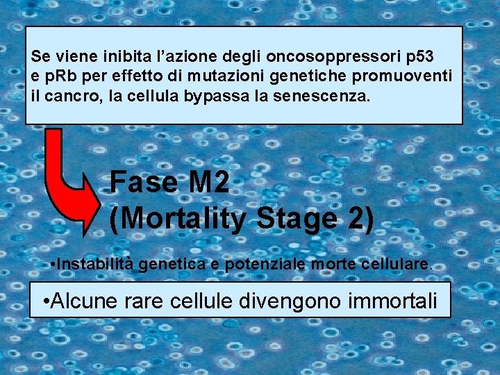 Se viene inibita l’azione degli oncosoppressori p 53 e p. Rb per effetto di Se viene inibita l’azione degli oncosoppressori p 53 e p. Rb per effetto di