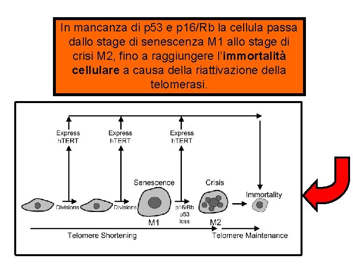 In mancanza di p 53 e p 16/Rb la cellula passa dallo stage di In mancanza di p 53 e p 16/Rb la cellula passa dallo stage di