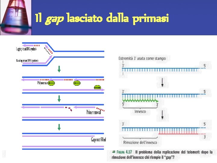 Il gap lasciato dalla primasi Il gap lasciato dalla primasi