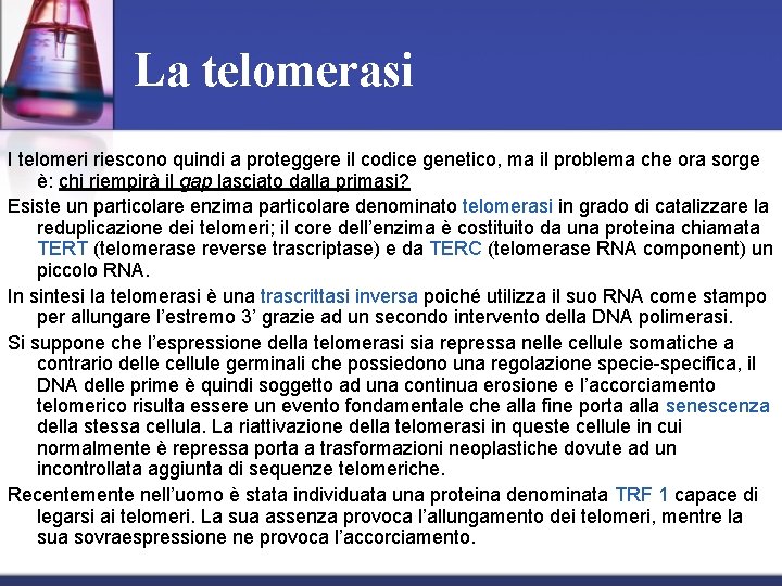 La telomerasi I telomeri riescono quindi a proteggere il codice genetico, ma il problema La telomerasi I telomeri riescono quindi a proteggere il codice genetico, ma il problema