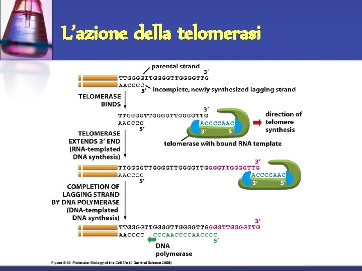 L’azione della telomerasi L’azione della telomerasi