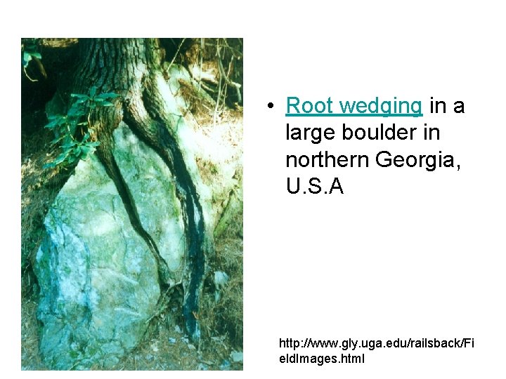  • Root wedging in a large boulder in northern Georgia, U. S. A
