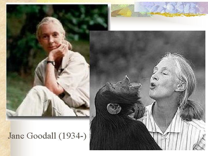 Jane Goodall (1934 -) 