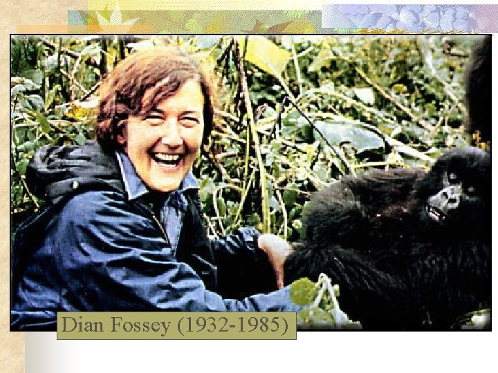 Dian Fossey (1932 -1985) 