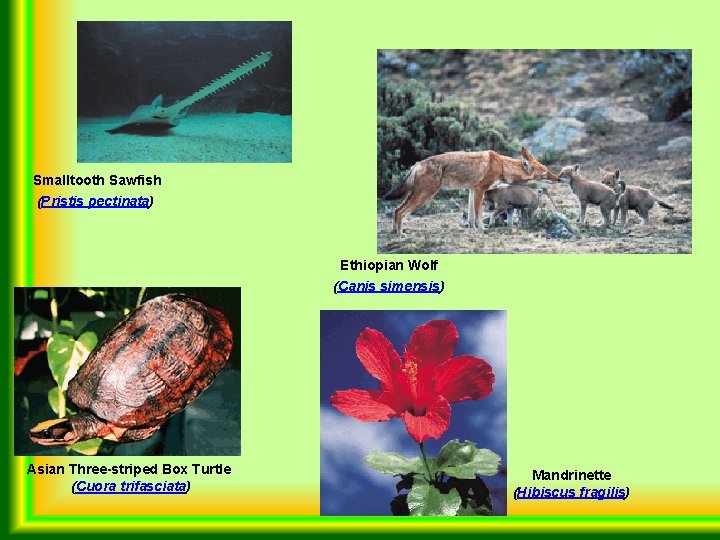Smalltooth Sawfish (Pristis pectinata) Ethiopian Wolf (Canis simensis) Asian Three-striped Box Turtle (Cuora trifasciata)