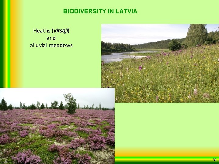 BIODIVERSITY IN LATVIA Heaths (virsāji) and alluvial meadows 31 