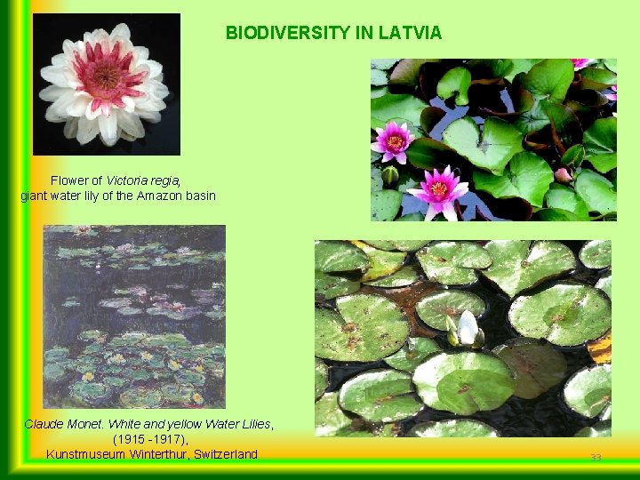 BIODIVERSITY IN LATVIA Flower of Victoria regia, giant water lily of the Amazon basin