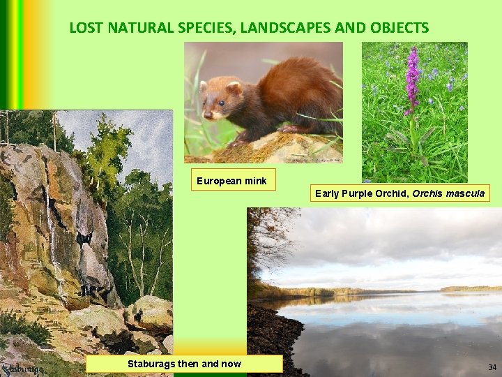 LOST NATURAL SPECIES, LANDSCAPES AND OBJECTS European mink Staburags then and now Early Purple