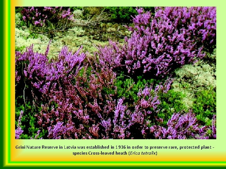 Grini Nature Reserve in Latvia was established in 1936 in order to preserve rare,