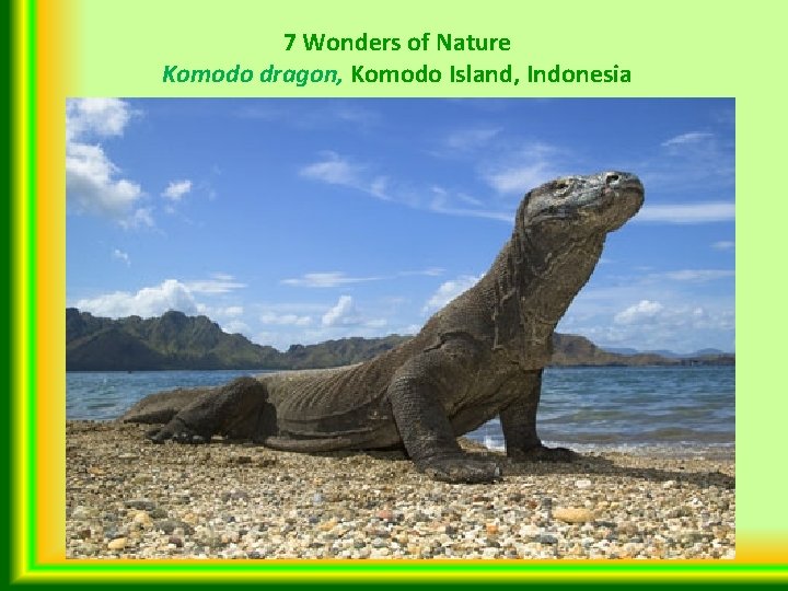 7 Wonders of Nature Komodo dragon, Komodo Island, Indonesia 