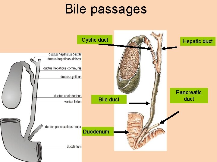 Bile passages Cystic duct Bile duct Duodenum Hepatic duct Pancreatic duct 