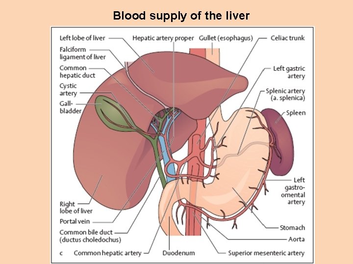 Blood supply of the liver 