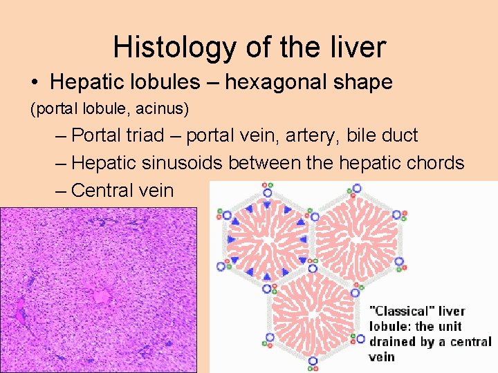 Histology of the liver • Hepatic lobules – hexagonal shape (portal lobule, acinus) –