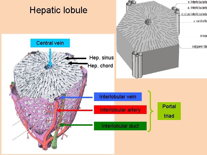 Hepatic lobule Central vein Hep. sinus Hep. chord Interlobular vein Interlobular artery Portal triad