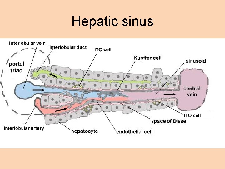 Hepatic sinus 