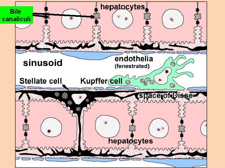Bile canaliculi 