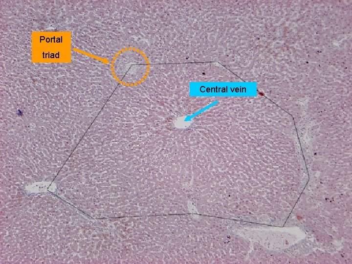 Portal triad Central vein 