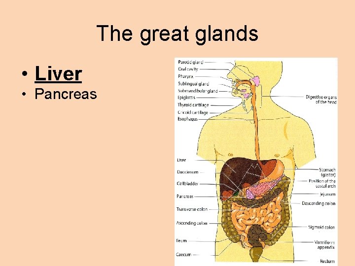 The great glands • Liver • Pancreas 