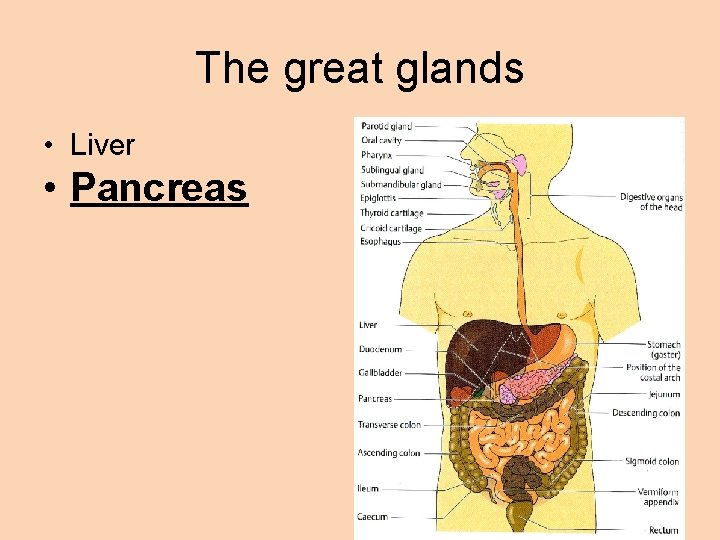 The great glands • Liver • Pancreas 