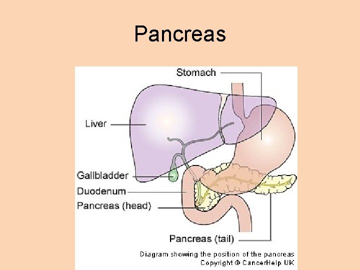 Pancreas 