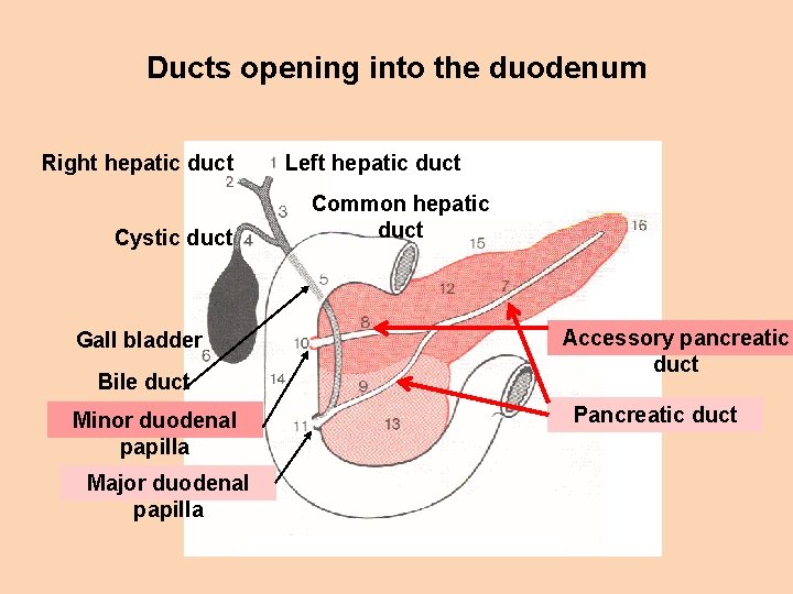 Ducts opening into the duodenum Right hepatic duct Cystic duct Gall bladder Bile duct