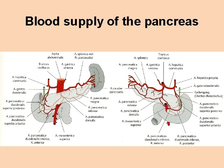 Blood supply of the pancreas 