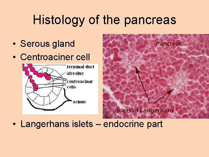 Histology of the pancreas • Serous gland • Centroaciner cell • Langerhans islets –