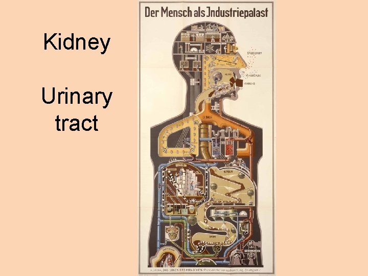 Kidney Urinary tract 