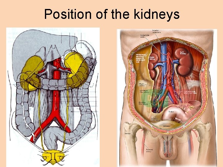 Position of the kidneys 