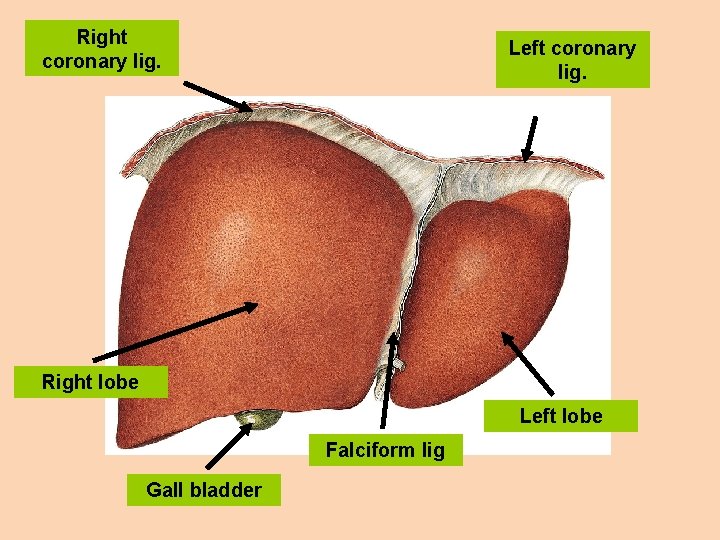 Right coronary lig. Left coronary lig. Right lobe Left lobe Falciform lig Gall bladder