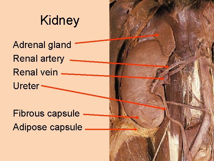 Kidney Adrenal gland Renal artery Renal vein Ureter Fibrous capsule Adipose capsule 