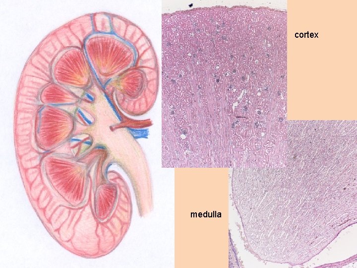 cortex medulla 