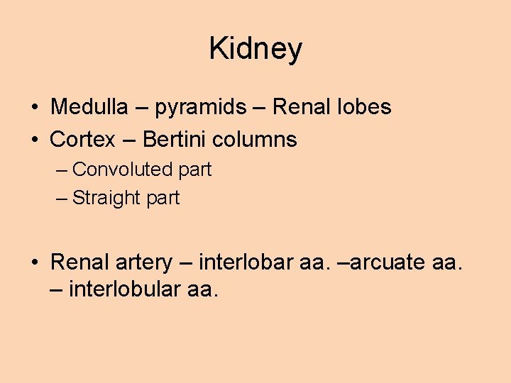 Kidney • Medulla – pyramids – Renal lobes • Cortex – Bertini columns –