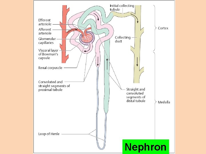 Nephron 