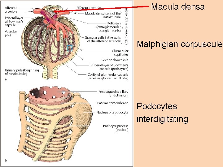Macula densa Malphigian corpuscule Podocytes interdigitating 