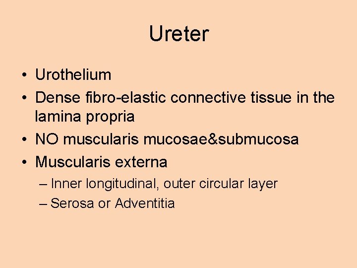 Ureter • Urothelium • Dense fibro-elastic connective tissue in the lamina propria • NO