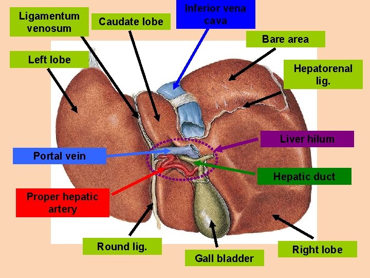 Ligamentum venosum Caudate lobe Inferior vena cava Bare area Left lobe Hepatorenal lig. Liver