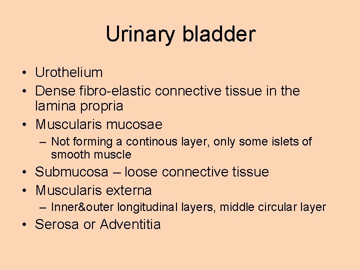 Urinary bladder • Urothelium • Dense fibro-elastic connective tissue in the lamina propria •