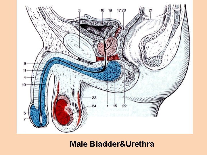 Male Bladder&Urethra 
