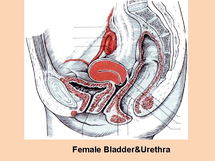 Female Bladder&Urethra 