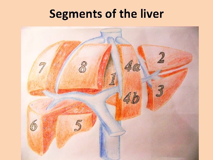 Segments of the liver 