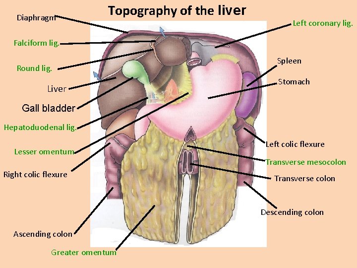 Diaphragm Topography of the liver Left coronary lig. Falciform lig. Round lig. Liver Spleen