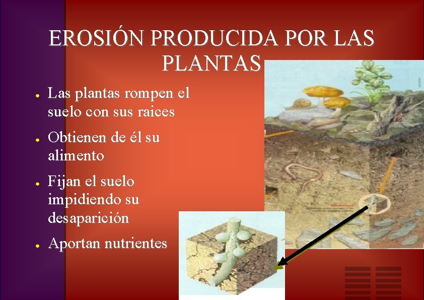 EROSIÓN PRODUCIDA POR LAS PLANTAS ● ● Las plantas rompen el suelo con sus