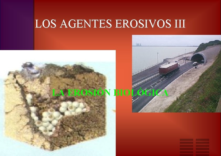 LOS AGENTES EROSIVOS III LA EROSIÓN BIOLÓGICA 