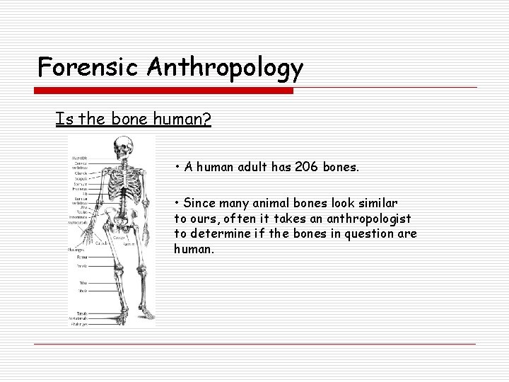 Forensic Anthropology Is the bone human? • A human adult has 206 bones. •