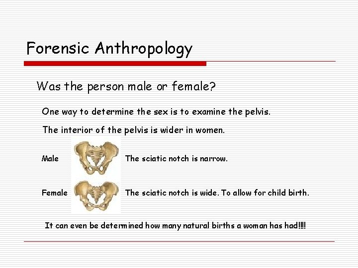 Forensic Anthropology Was the person male or female? One way to determine the sex