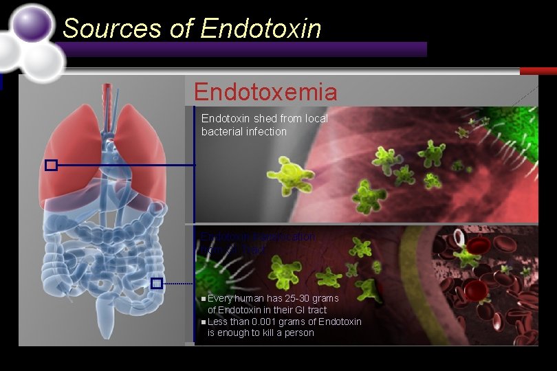 Sources of Endotoxin Endotoxemia Endotoxin shed from local bacterial infection Endotoxin translocation from GI