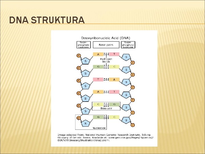 DNA STRUKTURA 